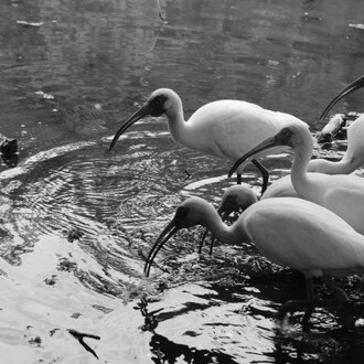 Luc Le-Tran, Birds with turtle (detail), 2026. Courtesy of Ogden Museum of Southern Art