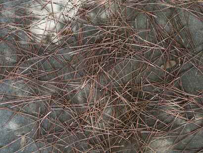 Caline Aoun, Pine Needles (detail), Image courtesy of Grey Noise and the artist