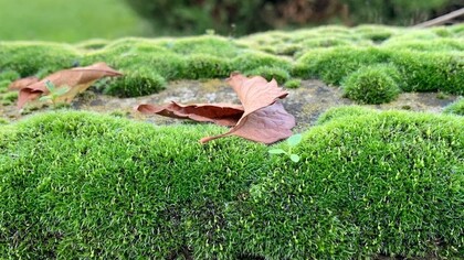 Tappeti di velluto verde
