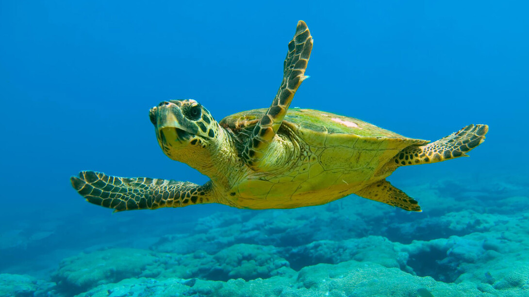 Tortuga boba del Mediterráneo