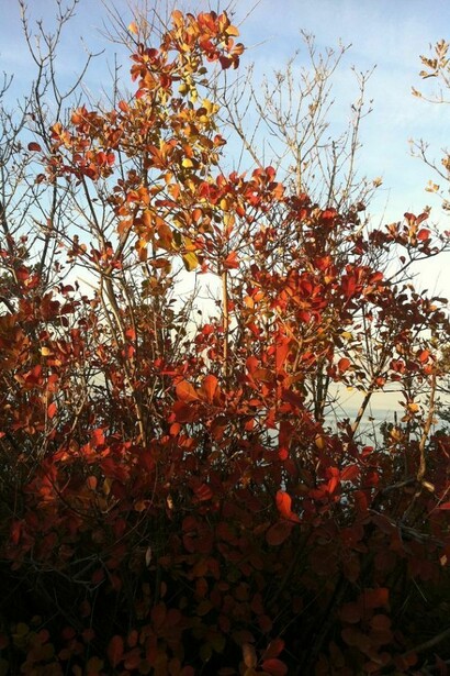 I colori dell'autunno