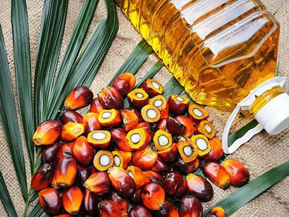 Detailed shot of ripe oil palm fruits freshly picked from the tree