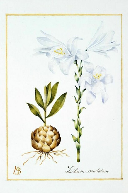 Lilium candidum, acquerello