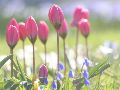 Con la explosión de la primavera se eleva un canto, un himno incomparable