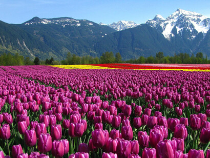 The Tulip Garden in Kashmir