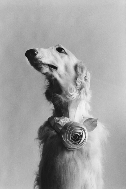 Elliott Erwitt. Courtesy of Scuderie del Castello Visconteo