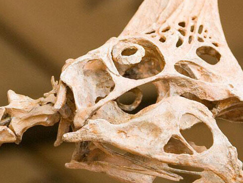 Galerie des Dinosaures. Courtesy of Royal Belgian Institute of Natural Sciences