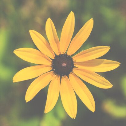 Black-eyed Susan, tratta e riequilibra stati stressanti 