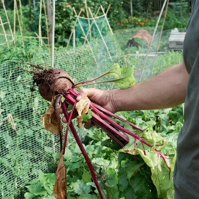 Colheita de alimentos orgânicos. Sob a perspectiva do consumidor, os alimentos orgânicos apresentam vantagens e desvantagens, porém há alguns mitos relacionados a esses produtos