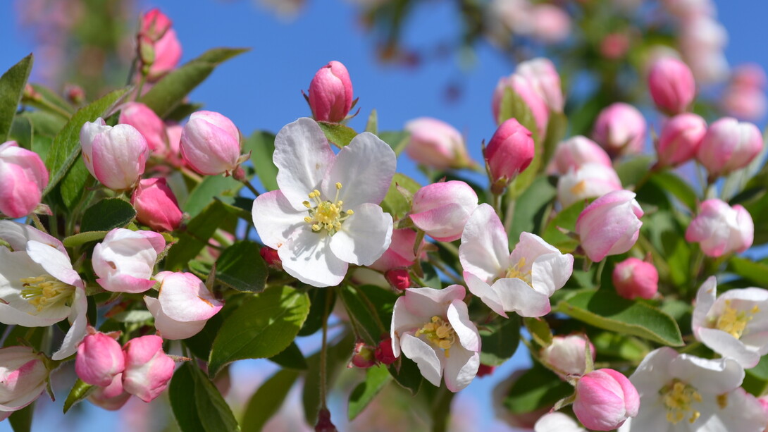 Melo da fiore, per gli inglesi crab-apple