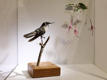 Blümchensex. Das bunte treiben der pflanzen, ausstellungsansicht. Mit freundlicher genehmigung des Natural History Museum