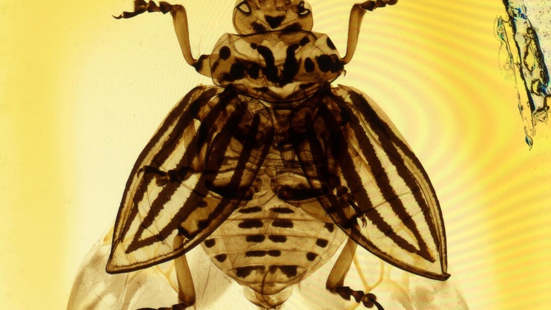 Mary Pritchard, Colorado Beetle