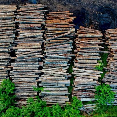 Freshly cut logs lie on muddy ground, highlighting ongoing deforestation and its role in driving climate change
