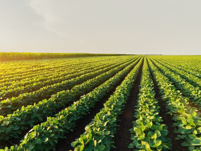 Agricoltura e zootecnia sono la principale causa del degrado ambientale