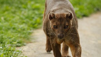 Il Fossa del Madagascar (Cryptoprocta ferox)