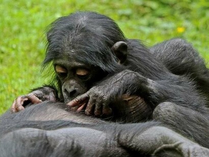 It is essential to know the ape part that is in us from the chimpanzees for the purpose of our awareness of who we are