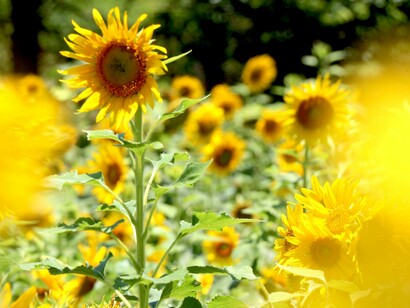 Girasóis em campo, Cádiz, Espanha