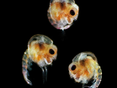 Zooplankton is made up of protozoa, that is, diverse protists, phagrophs that engulf food, engulfing it