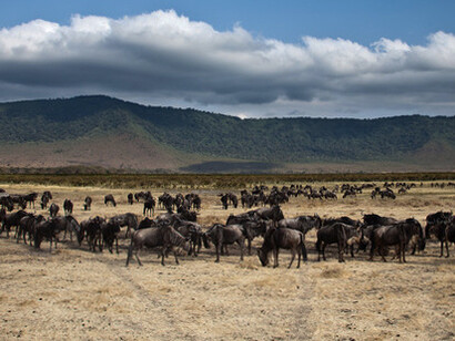 Zebre al pascolo 