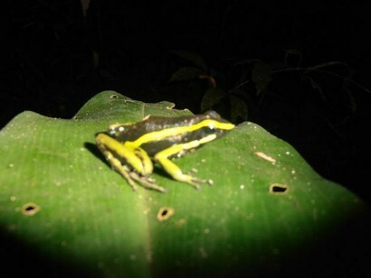 Amazon frog