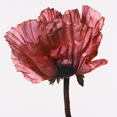 Irving Penn, Poppy ‘Lavender Glory’, New York, 1968