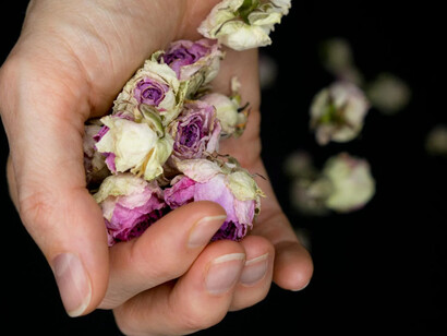 Dried rose petals no longer bloom however their beauty remains 