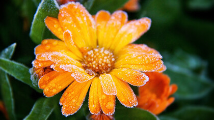Una flor cubierta de escarcha