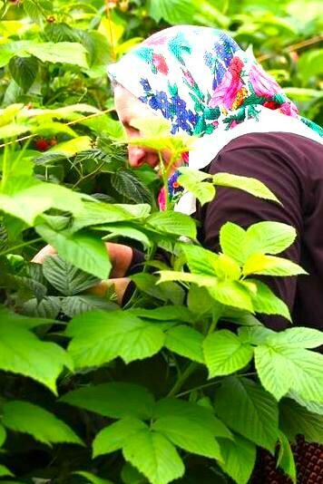 Los trabajadores del campo inglés ante las incertidumbres del nuevo sistema de inmigración
