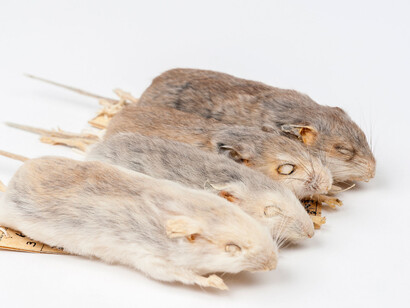 Rare, Beautiful & Fascinating. Courtesy of Florida Museum of Natural History