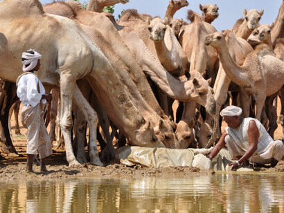 Enikö Nagy, Shenabla nomads water their herd of 150 camels at a hafir - a rainwater hole. 
In Al Aiara, North Kordofan