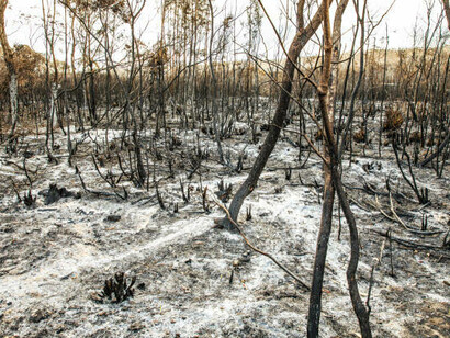 Namibia's burnt shrubland is a visual testament to the destructive consequences of climate change, global warming, and the ongoing loss of biodiversity