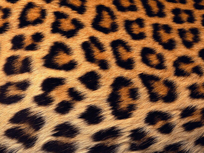 Piel de leopardo
