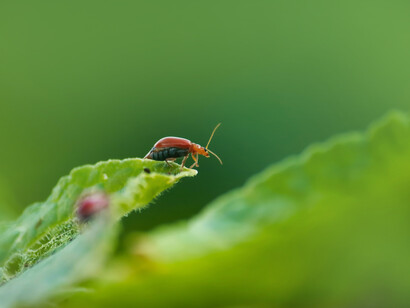 I was metamorphosed
into a gigantic flasher-like cockroach 