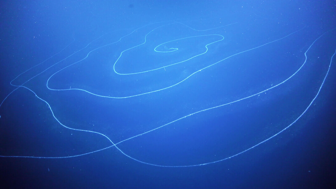 Sifonoforo gigante Apolemia registrato al largo della costa di Nigaloo nell’Australia occidentale