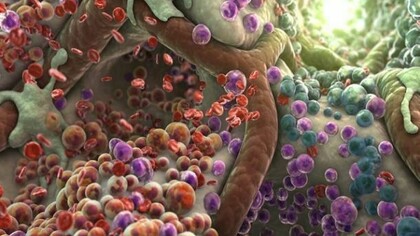 Le cellule staminali
