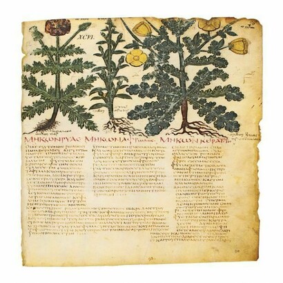 Piante officinali nel Codex Neapolitanus