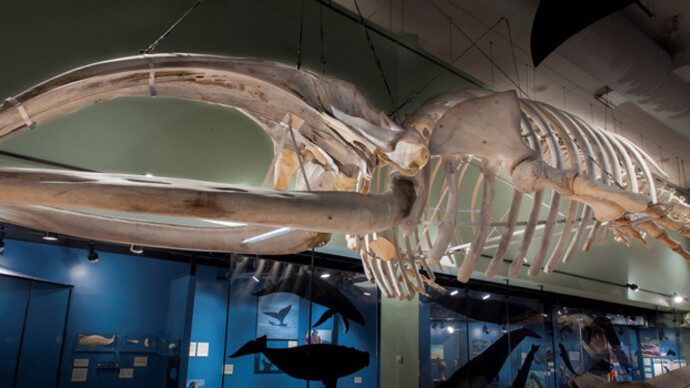 Hall of Great Whales. Courtesy of New Brunswick Museum