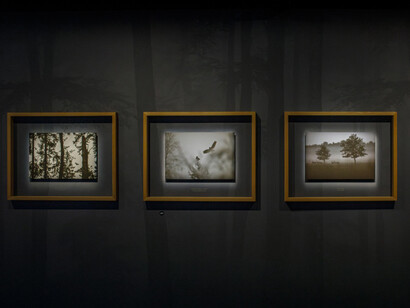 En forêt avec Vincent Munier, vue d'exposition. Avec l'aimable autorisation du Musée des Confluences