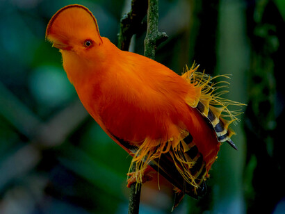 Gallito de las Rocas