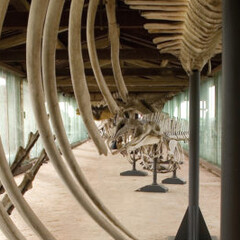 Cetaceans gallery. Courtesy of Museo di Storia Naturale