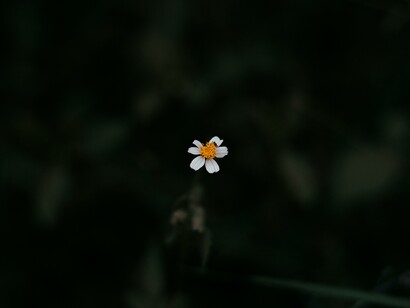 A new flower is being born. It is looking at the truth of who I am