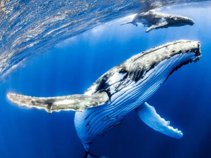 Las ballenas jorobadas (Megaptera novangliae) alcanzando casi 8 mil kilómetros a la hora de migrar
