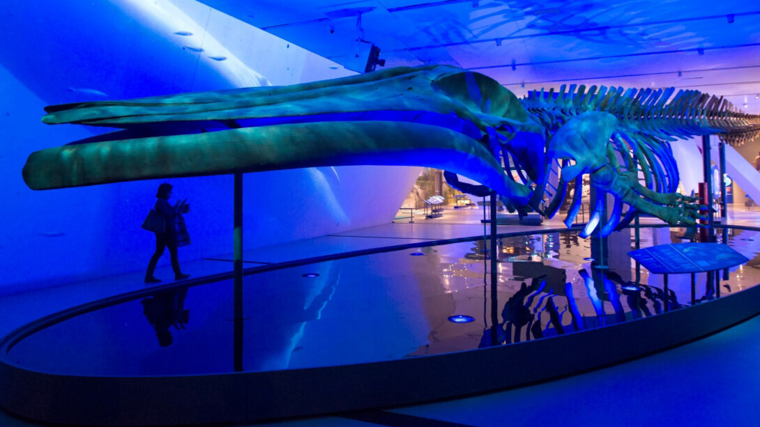 The Blue Whale Story. Courtesy of ROM 