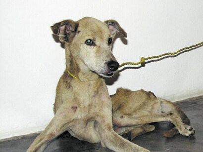 No habrá paz para los perros callejeros 