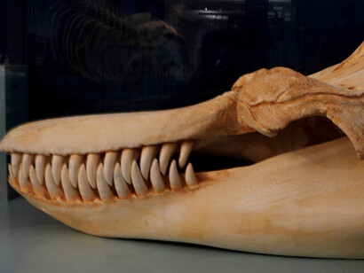 Orca, Gnatostomi 