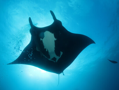 La mantarraya es una especie de elasmobranquio del orden Myliobatiformes