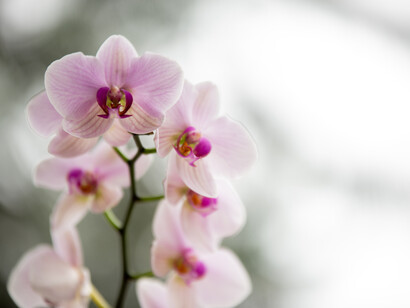 Pale pink orchids growing upright