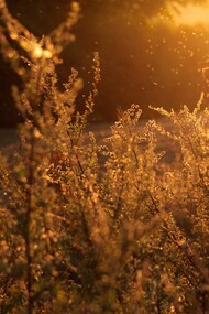 La primavera, el terror de los alérgicos