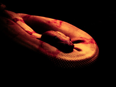 La serpiente antigua que vigila, recuperada en los vigilantes del templo masónico... es el ama de los misterios de la vida y de la muerte