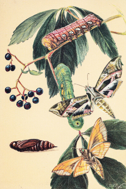 Polilla esfinge satélite, «Eumorpha satellitia»